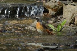 Pleszka - Phoenicurus phoenicurus - Common Redstart