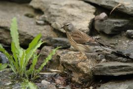 Makolągwa - Carduelis cannabina - Common Linnet
