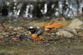 Pleszka - Phoenicurus phoenicurus - Common Redstart