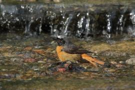 Pleszka - Phoenicurus phoenicurus - Common Redstart