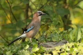Sójka - Garrulus glandarius - Eurasian Jay