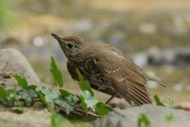 Śpiewak - Turdus philomelos - Song Thrush