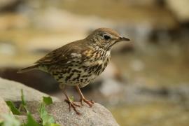 Śpiewak - Turdus philomelos - Song Thrush