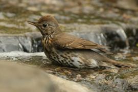 Śpiewak - Turdus philomelos - Song Thrush