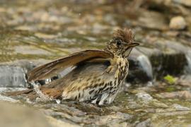 Śpiewak - Turdus philomelos - Song Thrush
