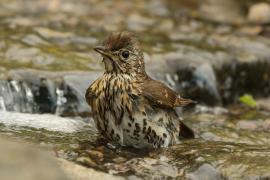 Śpiewak - Turdus philomelos - Song Thrush