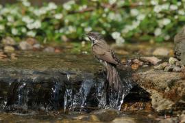 Piegża - Sylvia curruca - Lesser Whitethroat