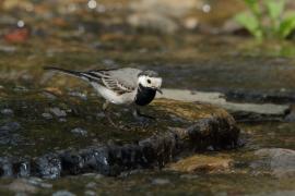 Pliszka siwa - Motacilla alba - White Wagtail