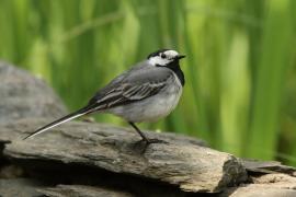 Pliszka siwa - Motacilla alba - White Wagtail