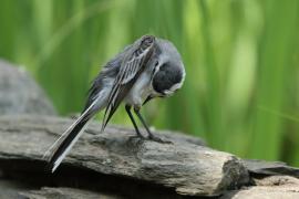 Pliszka siwa - Motacilla alba - White Wagtail