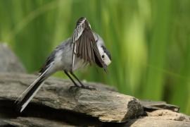 Pliszka siwa - Motacilla alba - White Wagtail