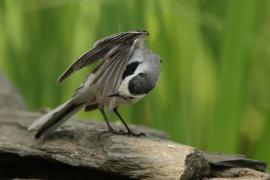 Pliszka siwa - Motacilla alba - White Wagtail