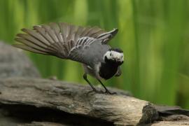 Pliszka siwa - Motacilla alba - White Wagtail