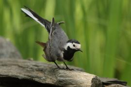 Pliszka siwa - Motacilla alba - White Wagtail