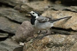 Pliszka siwa - Motacilla alba - White Wagtail