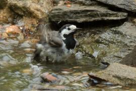 Pliszka siwa - Motacilla alba - White Wagtail