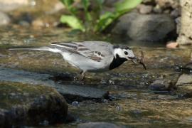 Pliszka siwa - Motacilla alba - White Wagtail