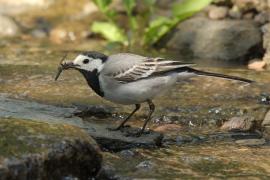 Pliszka siwa - Motacilla alba - White Wagtail