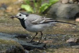Pliszka siwa - Motacilla alba - White Wagtail