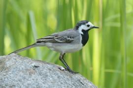 Pliszka siwa - Motacilla alba - White Wagtail