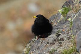 Wieszczek - Pyrrhocorax graculus - Yellow-billed Chough