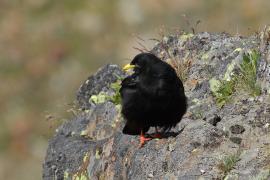 Wieszczek - Pyrrhocorax graculus - Yellow-billed Chough