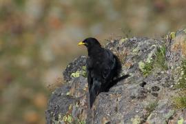 Wieszczek - Pyrrhocorax graculus - Yellow-billed Chough