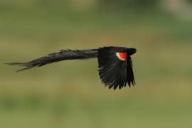 Wikłacz olbrzymi - Euplectes progne - Long-tailed Widowbird