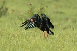 Ibis łysy - Geronticus calvus - Southern Bald Ibis