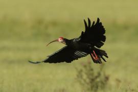 Ibis łysy - Geronticus calvus - Southern Bald Ibis