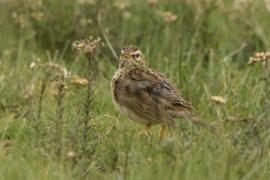 Świergotek cynamonowy - Anthus cinnamomeus - African Pipit