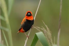 Wikłacz ognisty - Euplectes orix - Southern Red Bishop