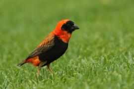 Wikłacz ognisty - Euplectes orix - Southern Red Bishop