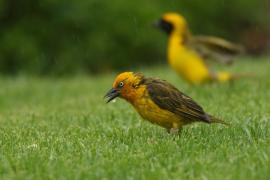 Wikłacz złotolicy - Ploceus capensis - Cape Weaver