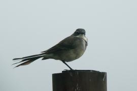 Pliszka obrożna - Motacilla capensis - Cape Wagtail