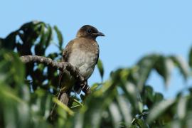 Bilbil okopcony - Pycnonotus tricolor - Dark-capped Bulbul