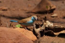 Motylik sawannowy - Uraeginthus angolensis - Blue-breasted Cordon-bleu