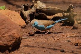 Motylik sawannowy - Uraeginthus angolensis - Blue-breasted Cordon-bleu