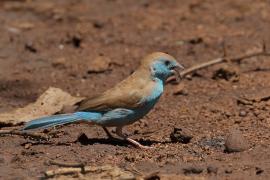 Motylik sawannowy - Uraeginthus angolensis - Blue-breasted Cordon-bleu