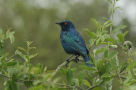 Błyszczak lśniący - Lamprotornis nitens - Cape Glossy Starling