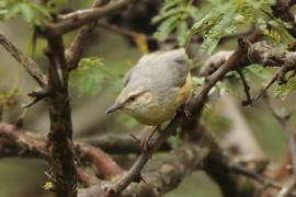 Sawanka długodzioba - Sylvietta rufescens - Long-billed Crombec