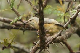 Sawanka długodzioba - Sylvietta rufescens - Long-billed Crombec