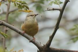 Sawanka długodzioba - Sylvietta rufescens - Long-billed Crombec