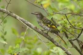 Liszkojad czarny - Campephaga flava - Black Cuckooshrike