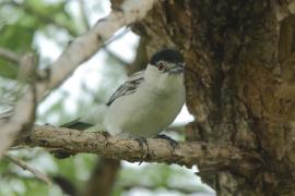 Turniurzyk srokaty - Dryoscopus cubla - Black-backed Puffback