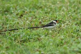 Wdówka białobrzucha - Vidua macroura - Pin-tailed Whydah