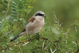 Dzierzba gąsiorek - Lanius collurio - Red-backed Shrike