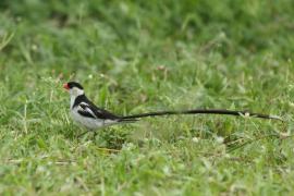 Wdówka białobrzucha - Vidua macroura - Pin-tailed Whydah