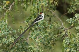 Wdówka białobrzucha - Vidua macroura - Pin-tailed Whydah