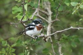 Krępnik czarnopierśny - Batis molitor - Chinspot Batis